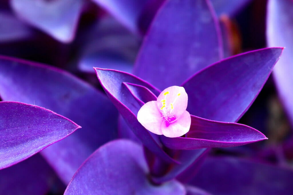 Plante à cœur violet en fleur