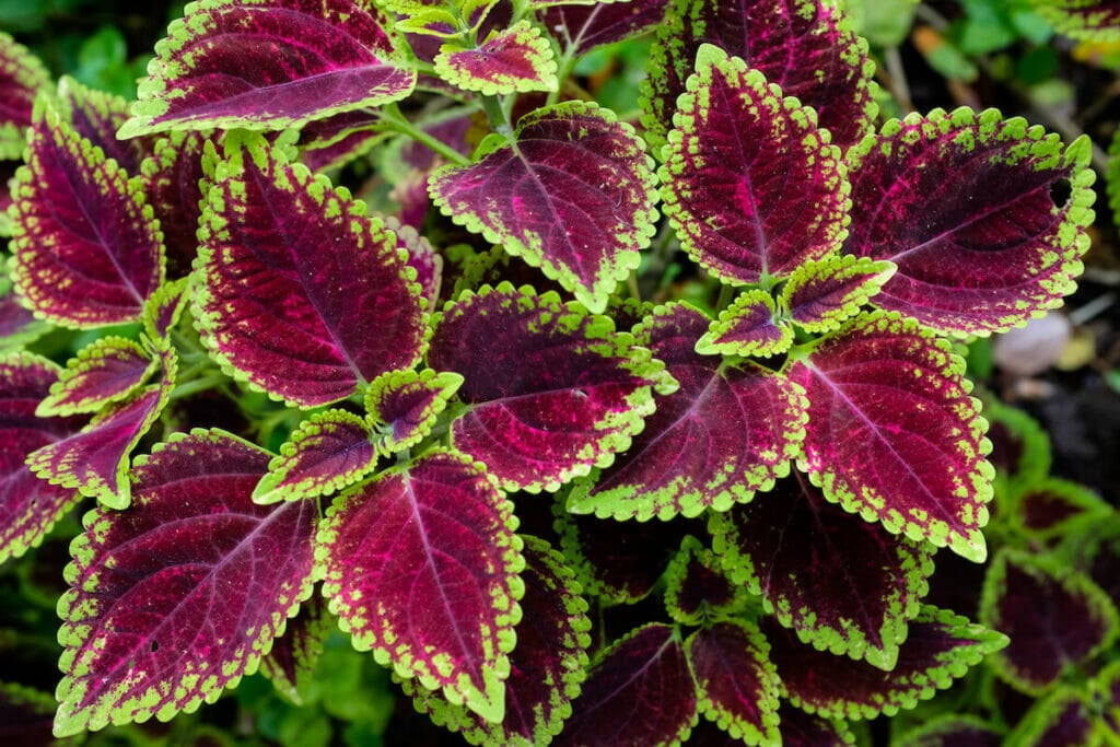 Plante de coléus violet en fleur