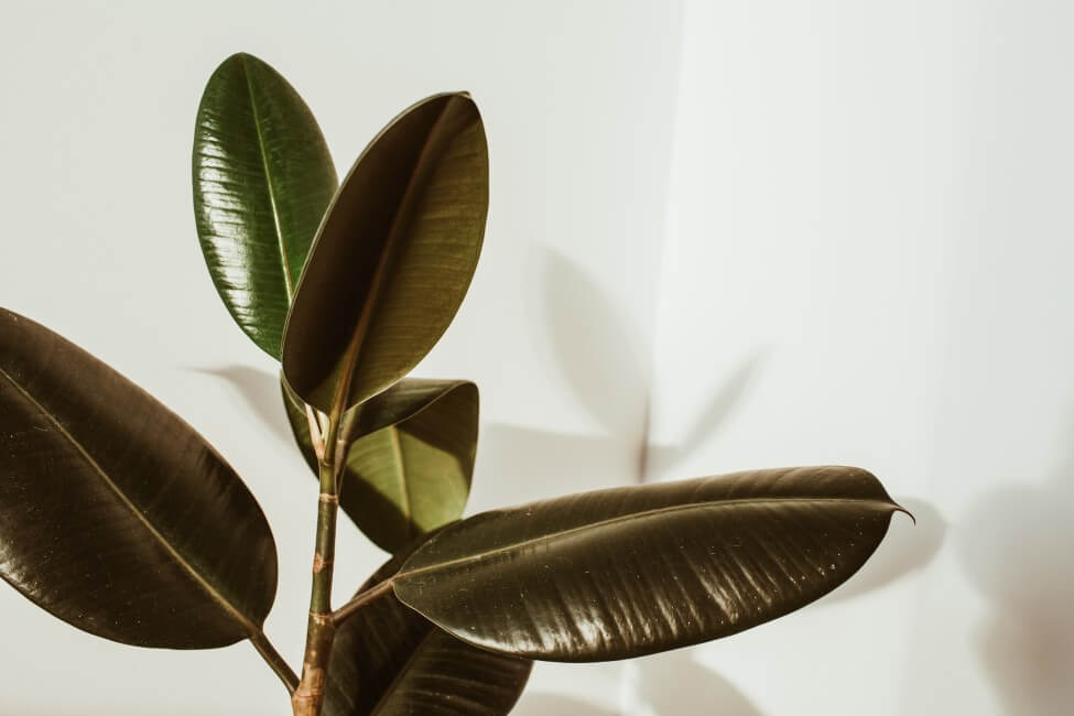 Plante d'arbre à caoutchouc (Ficus elastica)