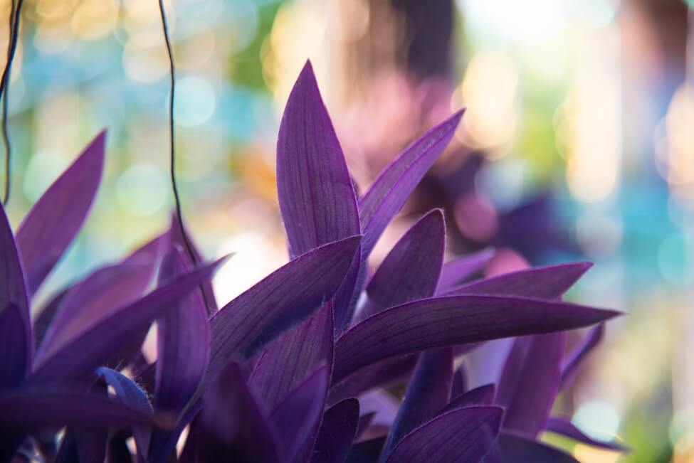 Moïse en berceau (Tradescantia spathacea)