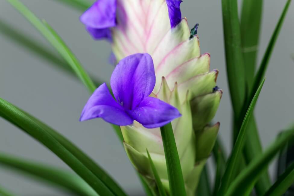 Plumeau rose (Wallisia cyanea)