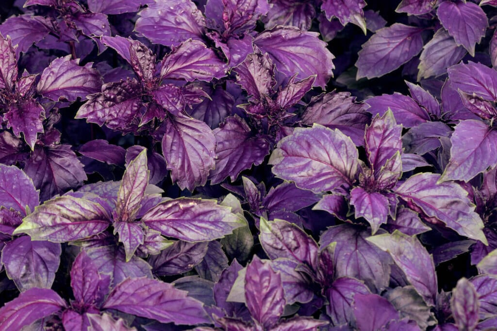 Un groupe de plantes d'intérieur de basilic violet fraîchement germées