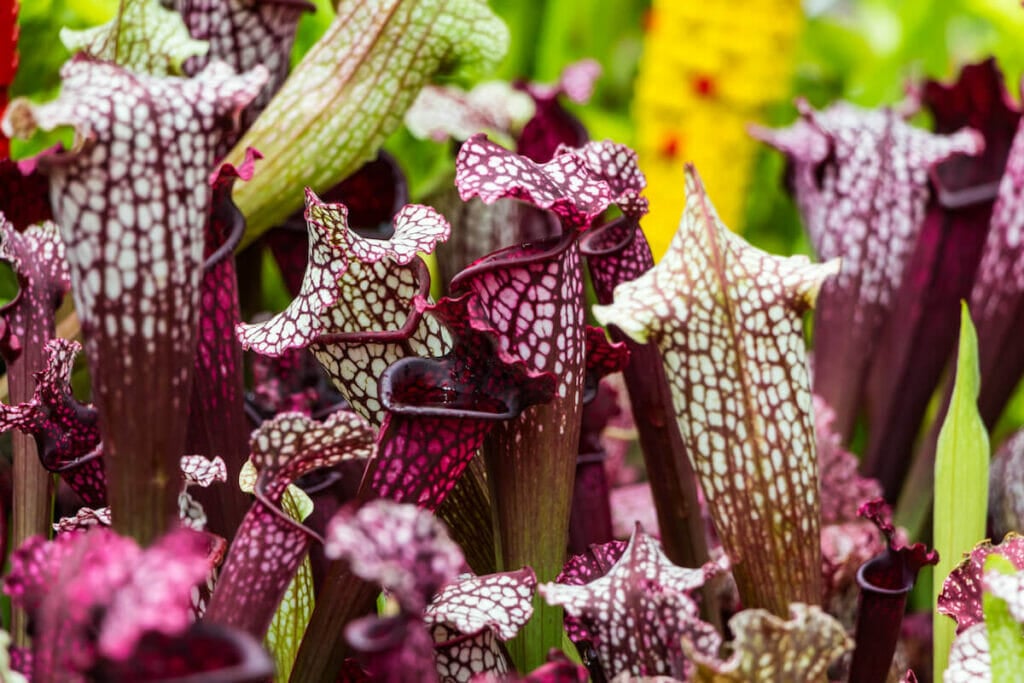 Sarracenia purpurea - la sarracénie pourpre en fleur