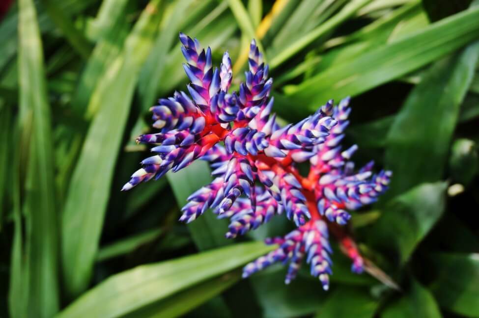 Bromélia Aechmea 'Blue Rain' (Aechmea)