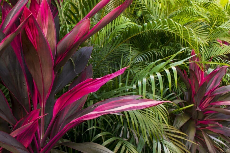 Plante Ti (Cordyline fruticosa)