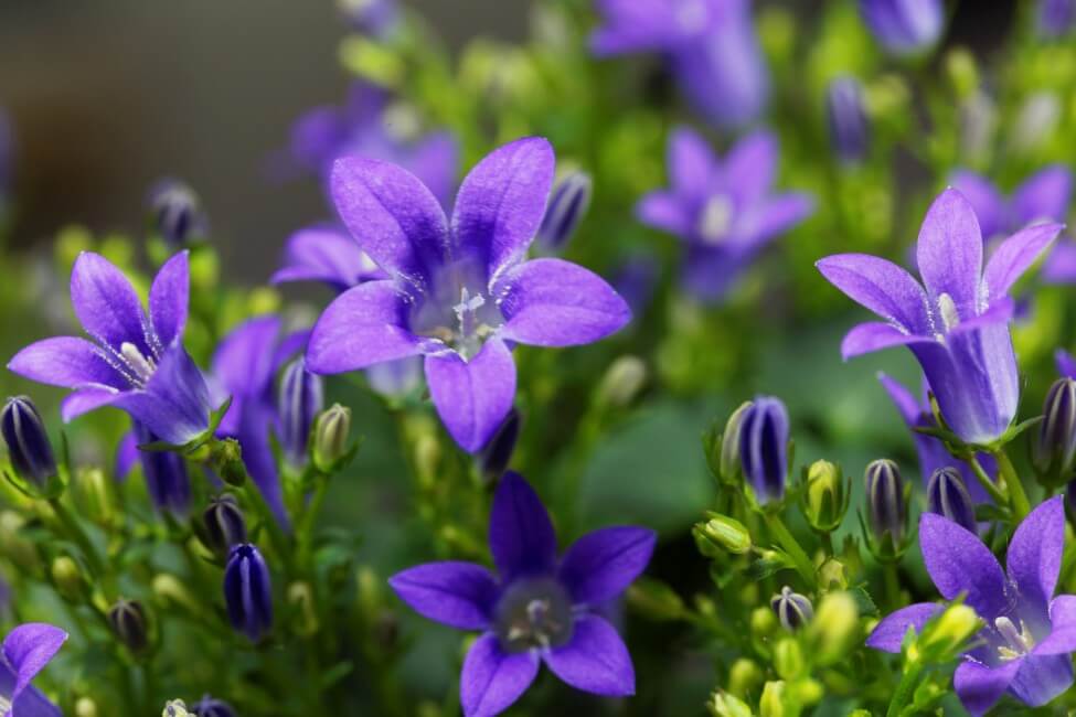 Campanule (Campanula)