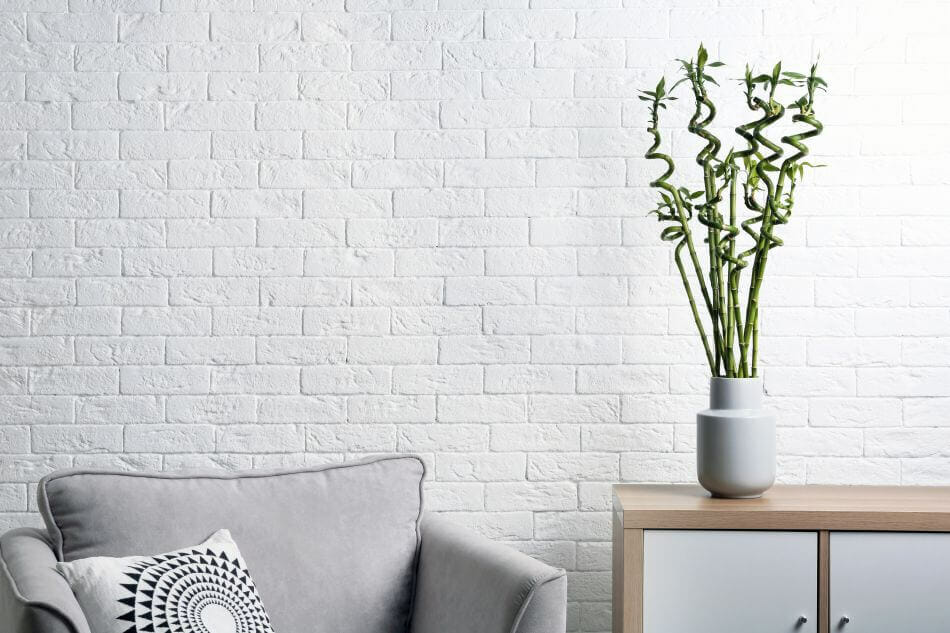 Bambou chanceux (Dracaena sanderiana)