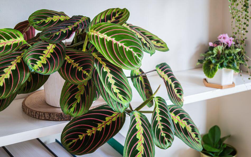 Plantes de prière (Maranta leuconeura)