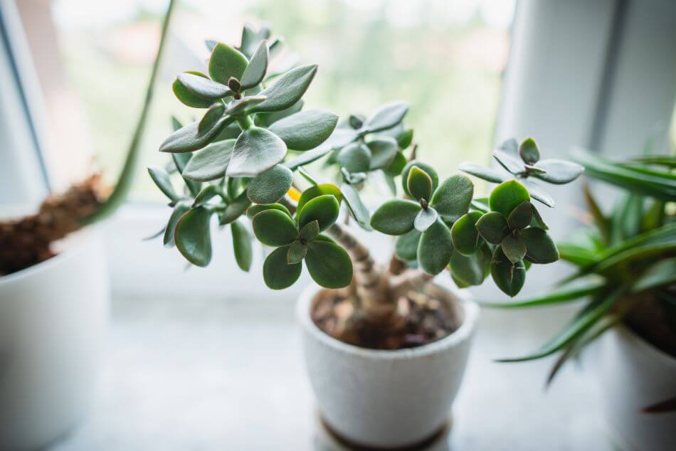 Plantes de jade (Crassula ovata)