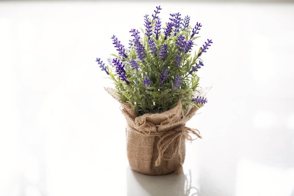 Lavande (Lavandula)