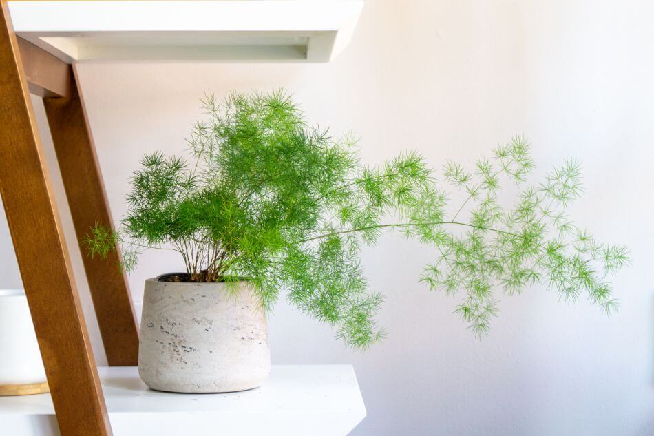 Fougère asperge (Asparagus aethiopicus)