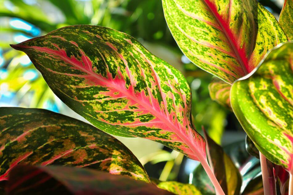 Aglaonème de Chine (Aglaonema)