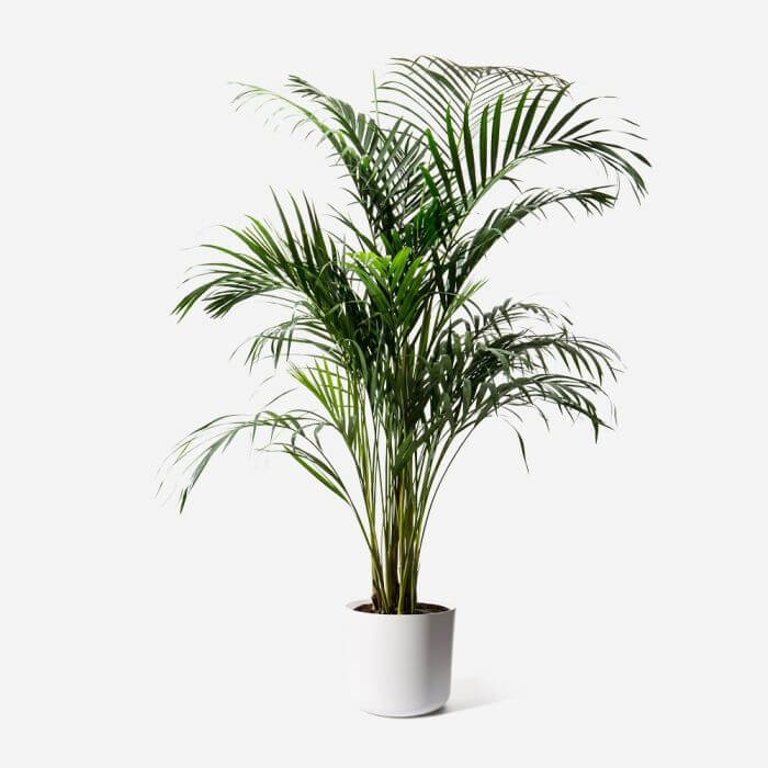 Palmier d'Areca de FLOWERBX