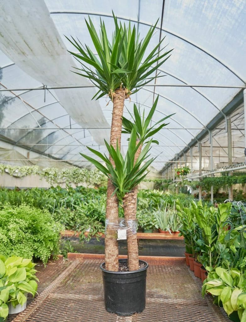 Yucca Palm de Rooted