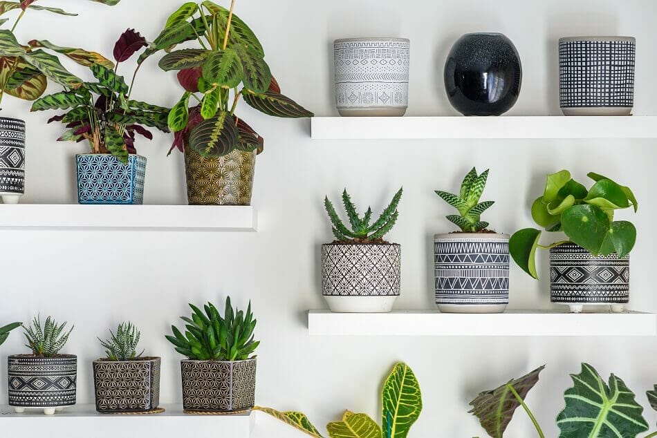 Les principes de base des plantes et du Feng Shui