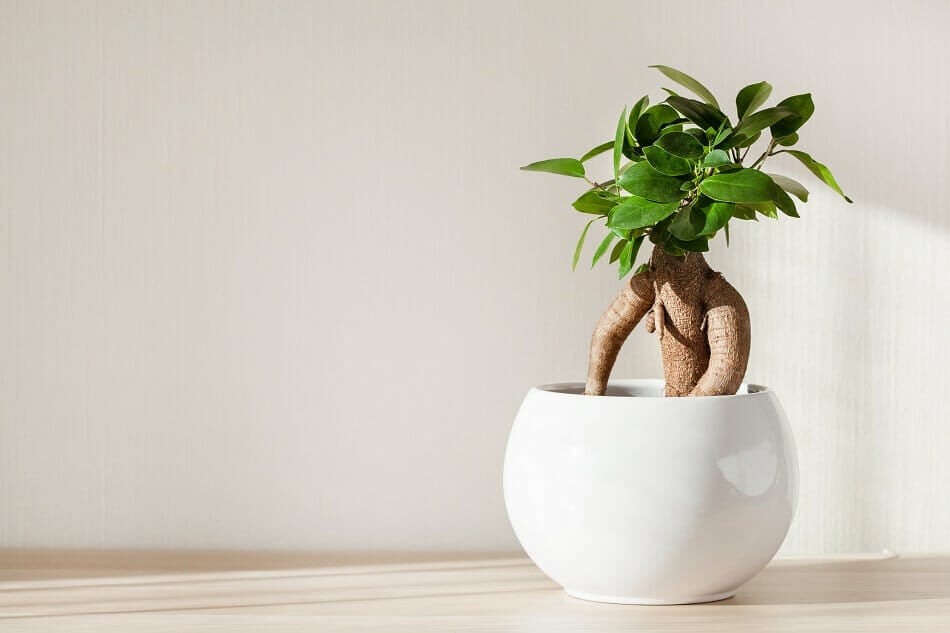 Plante de Ficus Ginseng pour apporter un Feng Shui positif