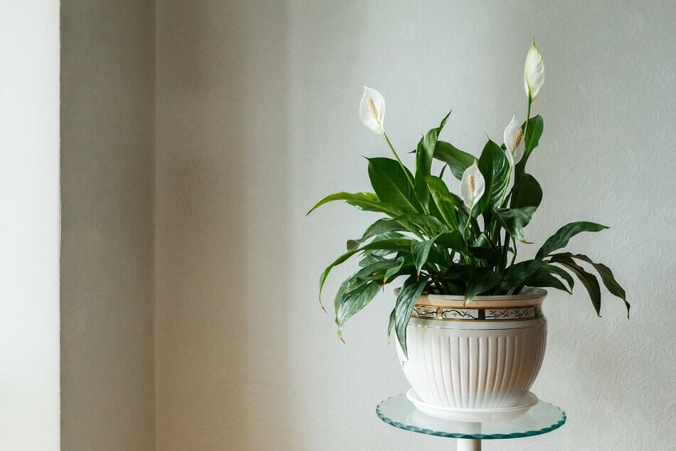 Plantes de lys de paix pour le Feng Shui