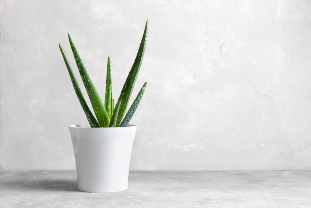 10 plantes d'intérieur populaires reconnues pour leurs propriétés bénéfiques
