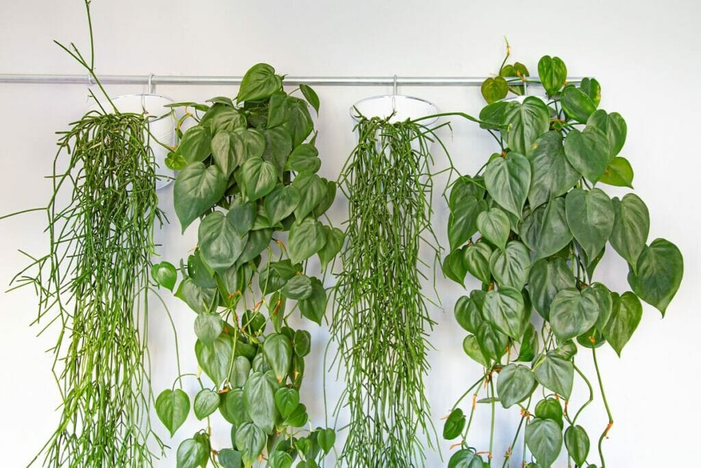 A propos des plantes suspendues d'intérieur