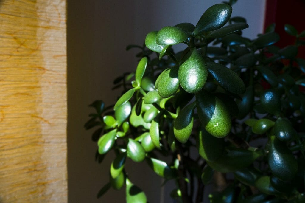 Jade Traînant Meilleures Plantes d'Intérieur pour Paniers Suspendus