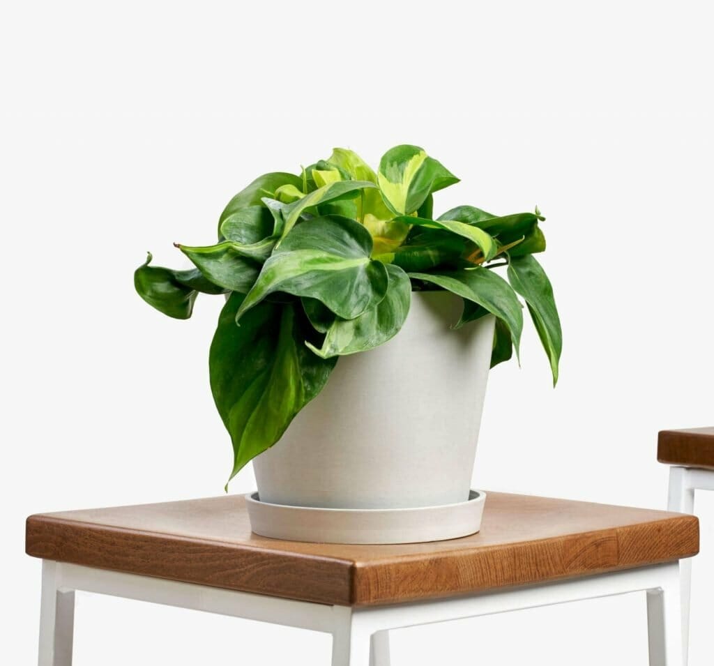 Philodendron Brasil pour plantes d'intérieur suspendues de Bloomscape