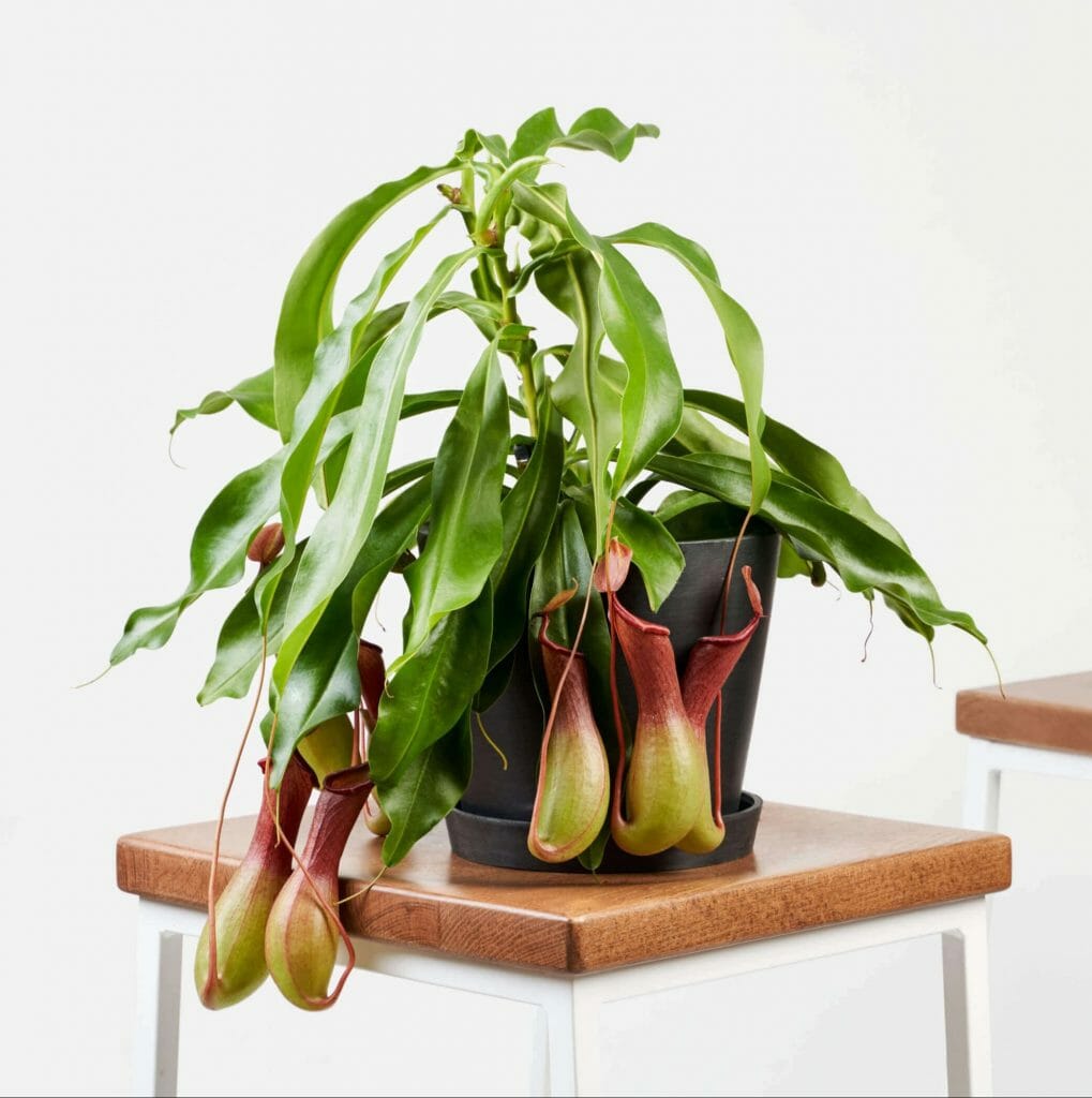 Nepenthes Plante sarracénie Meilleures plantes d'intérieur pour paniers suspendus d'intérieur de Bloomscape