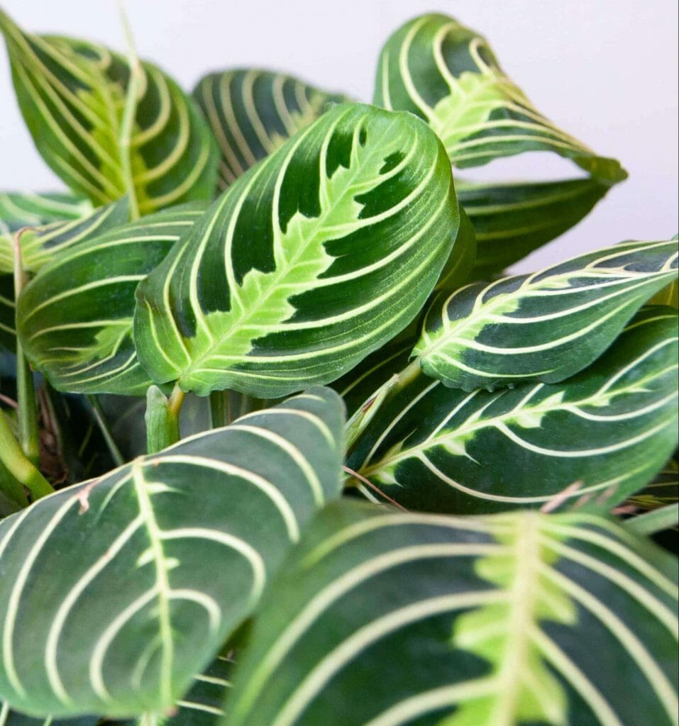 Neon Prayer Plant Plantes d'intérieur pour paniers suspendus