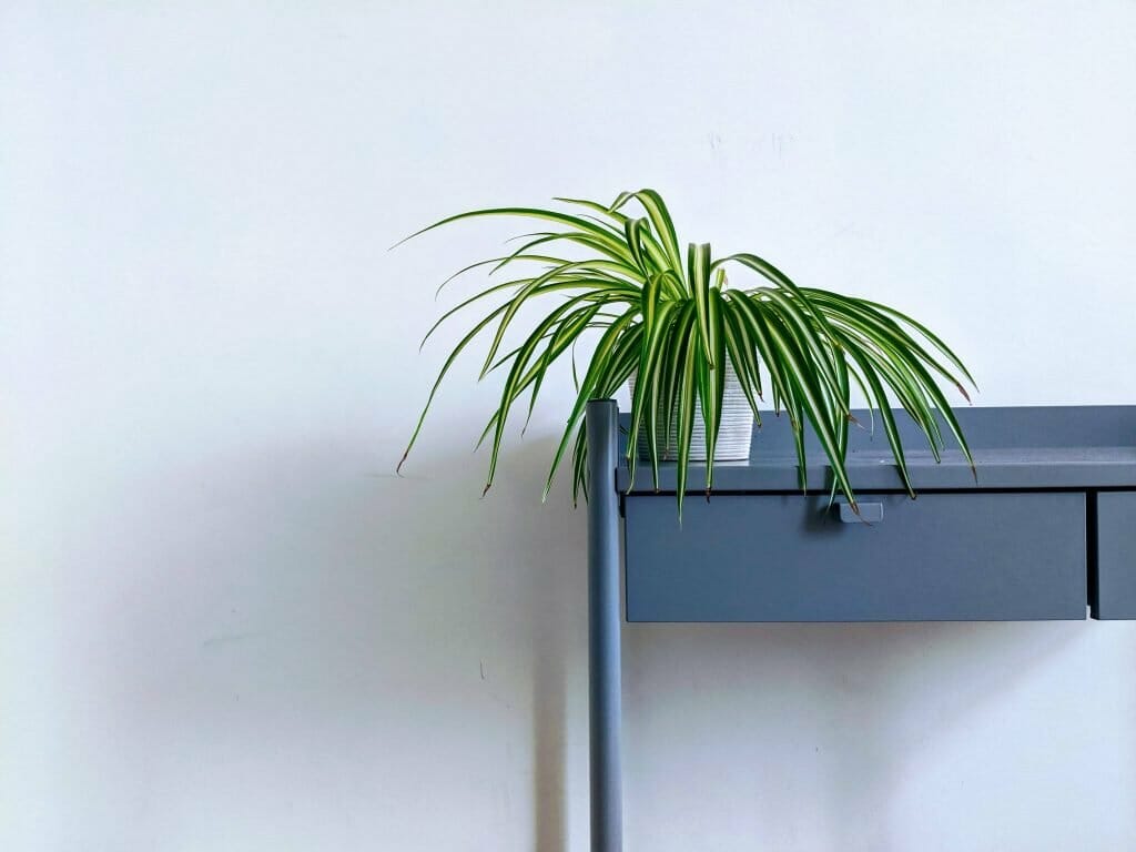 Plante araignée Meilleures plantes d'intérieur pour les paniers suspendus