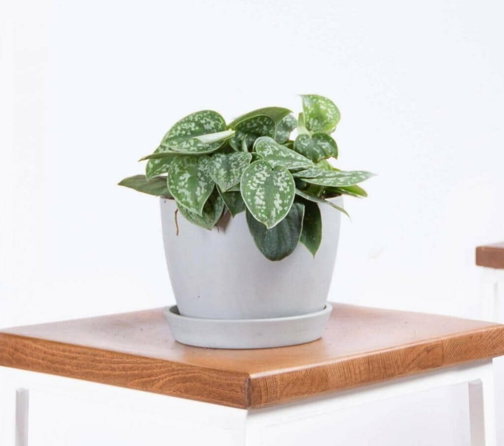 Plante d'intérieur suspendue Silver Pothos de Bloomscape