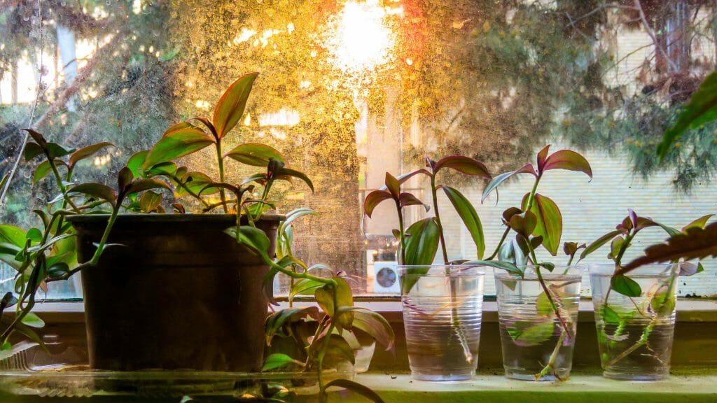 Wandering Jew Inchplant pour plantes suspendues d'intérieur