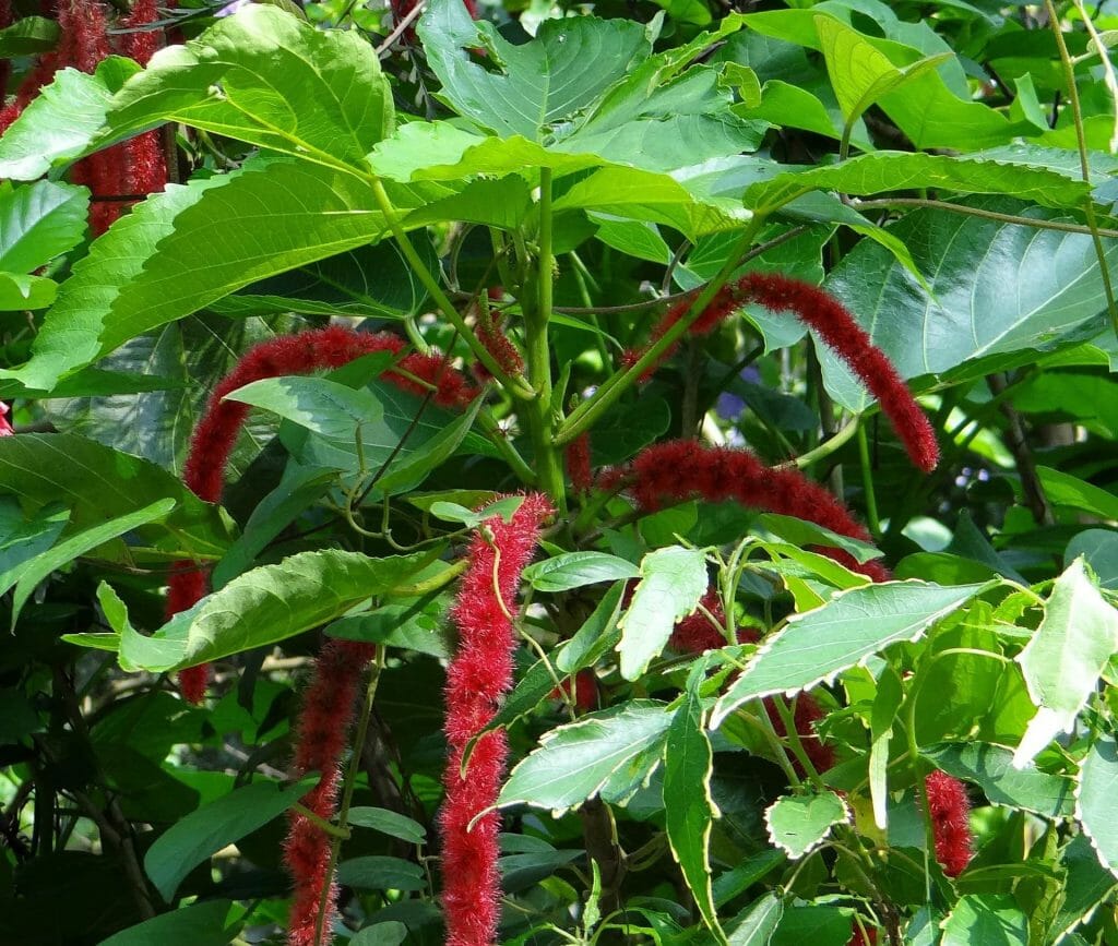 Plante Chenille Queue de Chat Meilleures plantes d'intérieur à suspendre