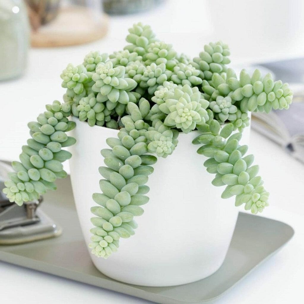 Queue de bure (Sedum Morganianum) Plante suspendue d'intérieur disponible sur Etsy