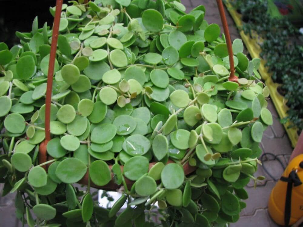 Plante suspendue d'intérieur (Dischidia nummularia)