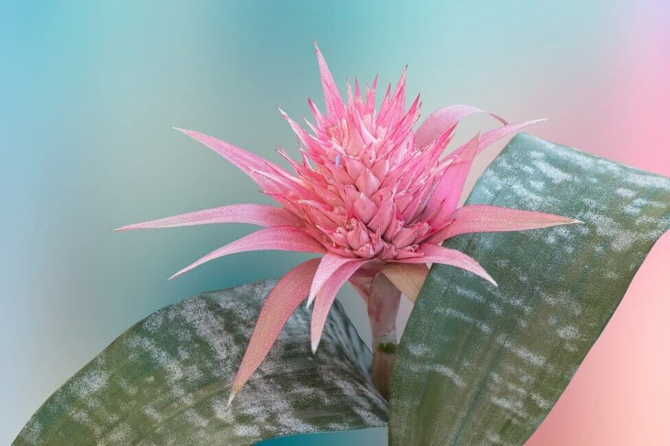 Broméliacée Aechmea (Aechmea spp.)