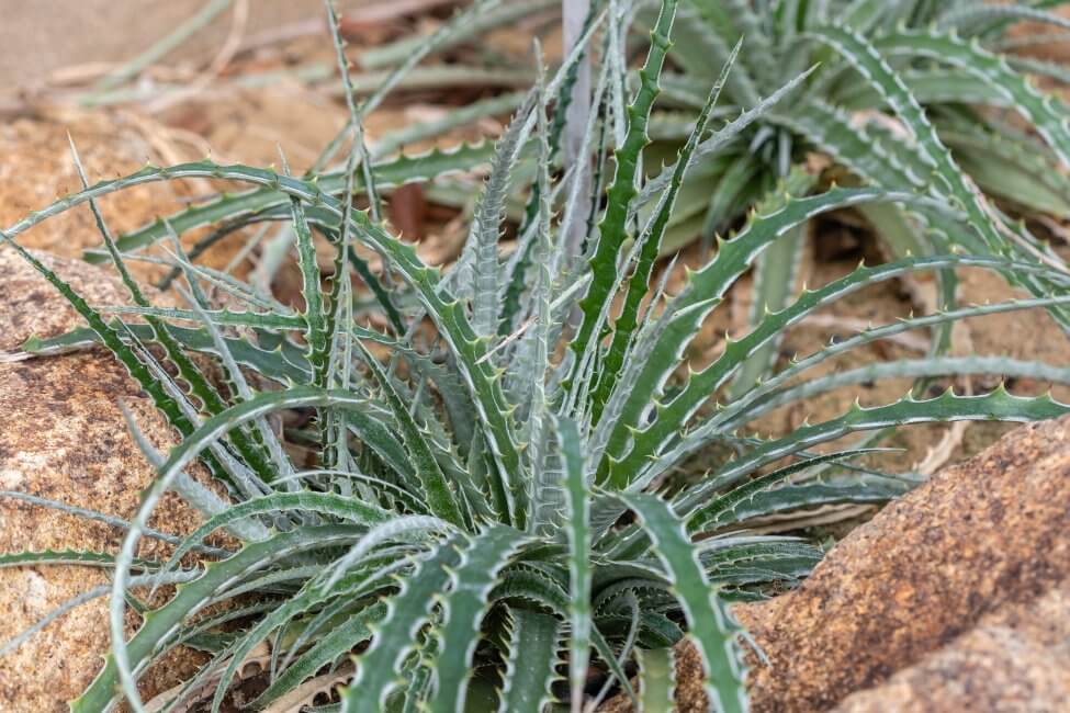 Broméliacée Hechtia (Hechtia spp.)