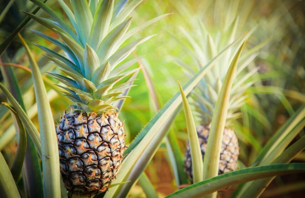 Broméliacée ananas (Ananas comosus)