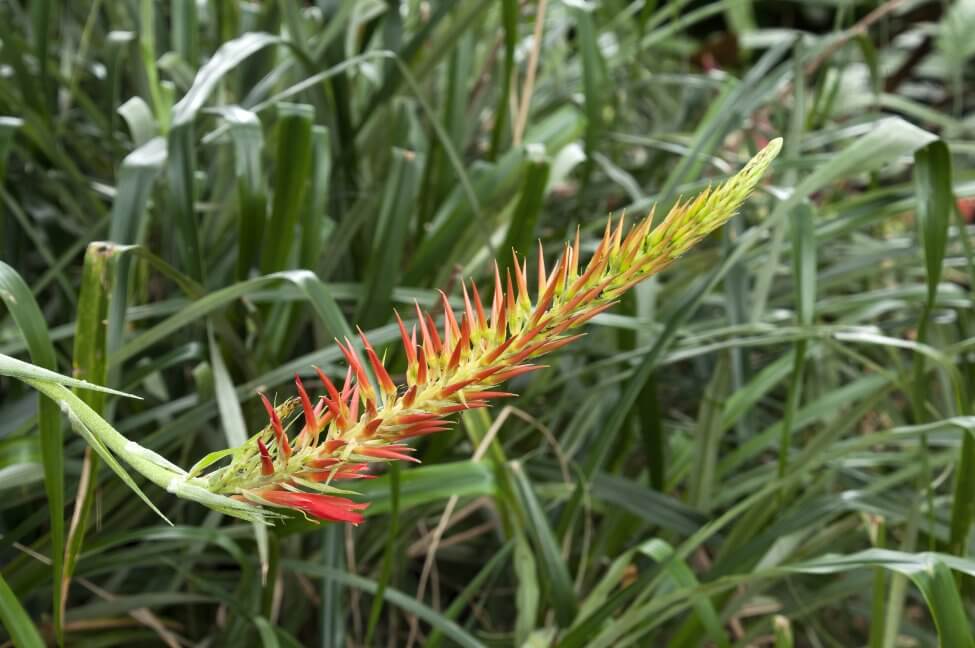 Broméliacée Pitcairnia (Pitcairnia spp.)