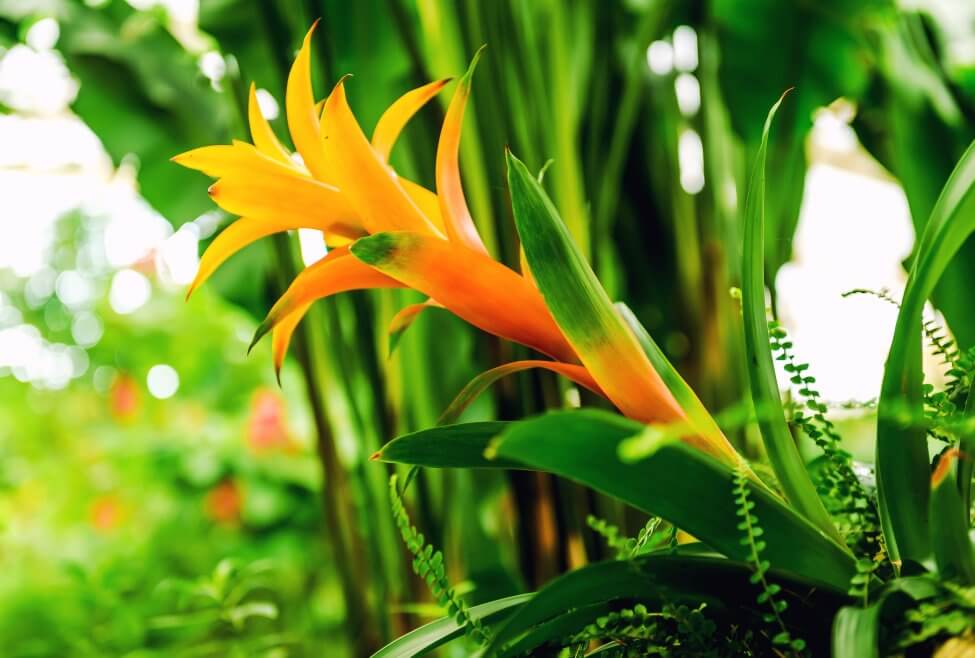 Broméliacée canistropsis (Canistropis spp.)