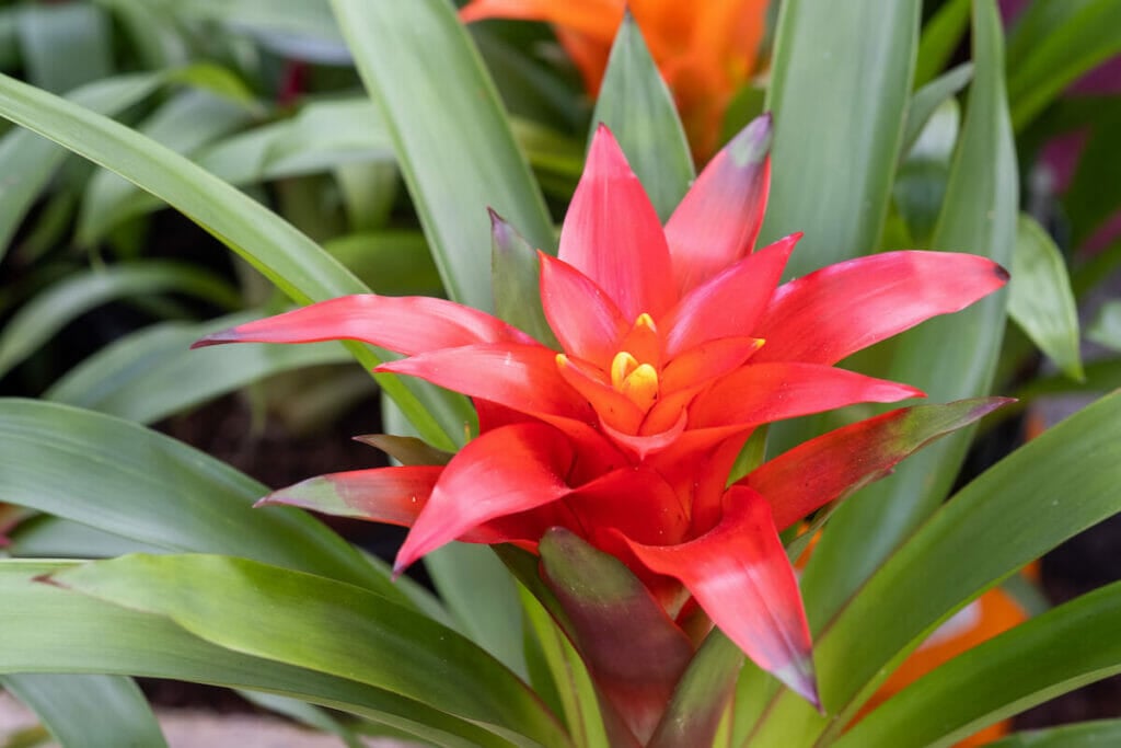 Fleur de bromélia Guzmania