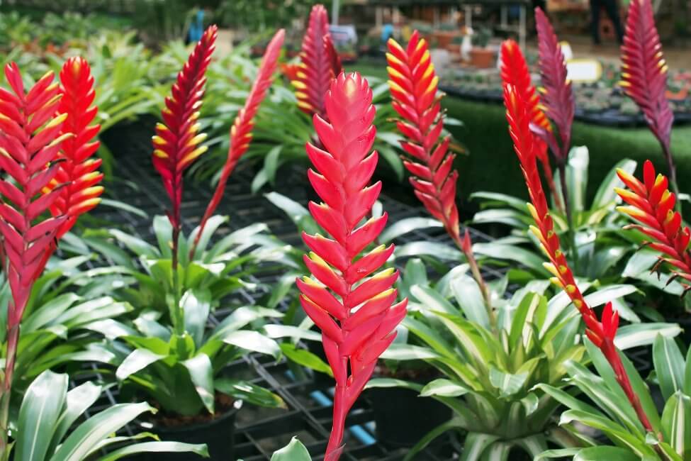 Broméliacée à épée flamboyante (Vriesea spp.)