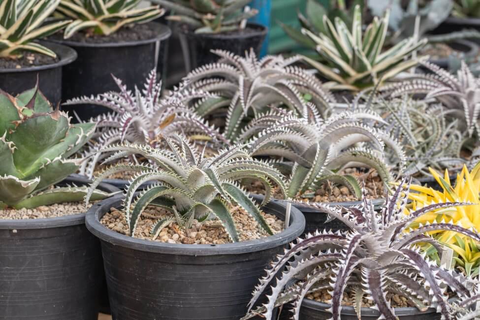 Broméliacée Dyckia (Dyckia spp.)