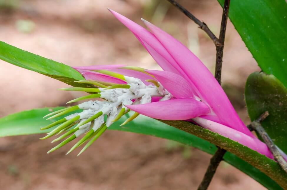 Broméliacée Billbergia (Billbergia spp.)