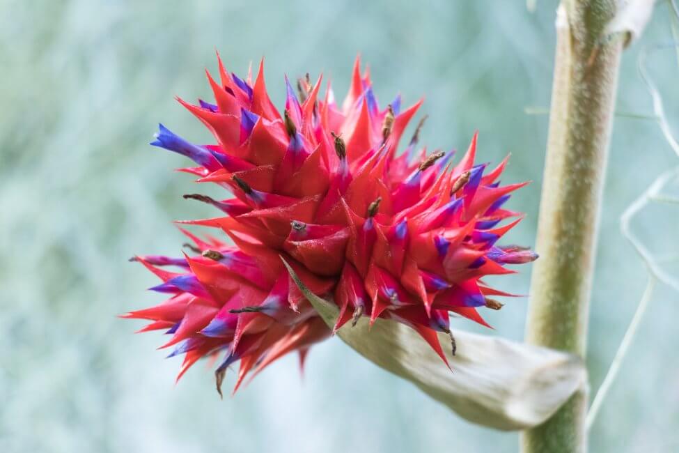 Hohenbergia stellata