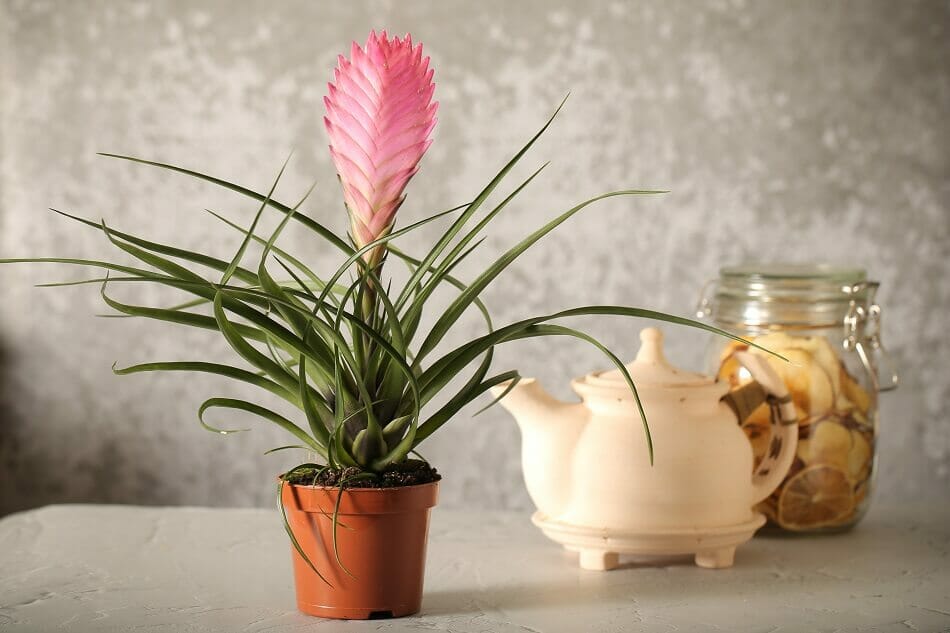 Comment cultiver des bromélias à la maison