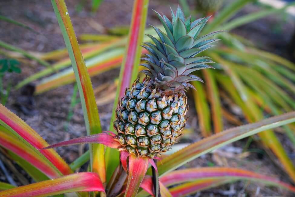 Plantes de broméliacées : utilisations et avantages