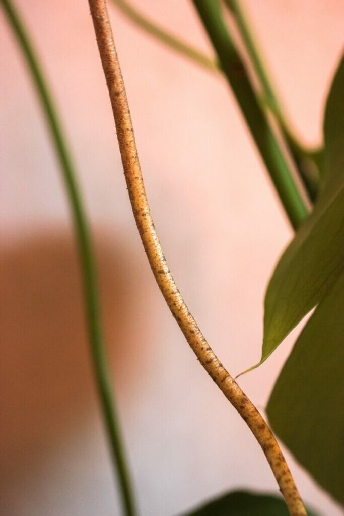 Que faire avec les racines aériennes de Monstera ?