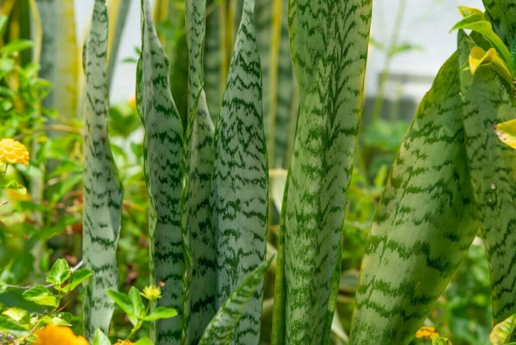 Quelles sont les causes du stress thermique chez les plantes serpents ?
