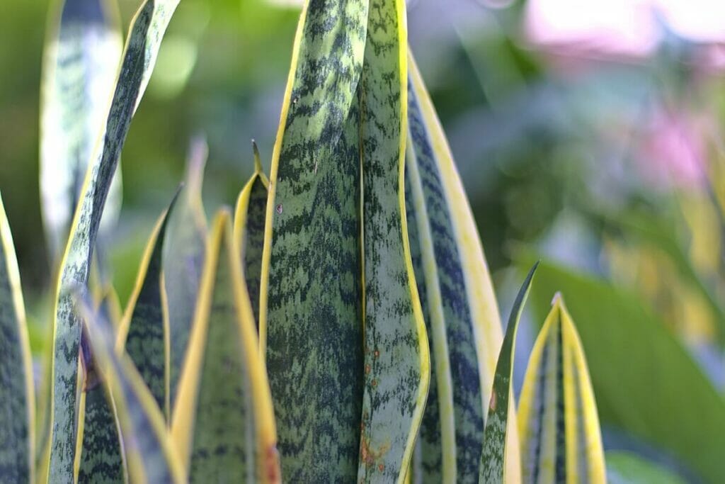 Comment utiliser le marc de café pour les plantes serpents