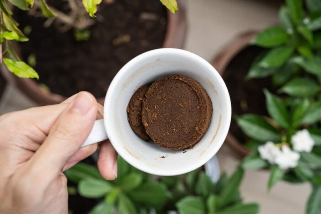 Peut-on nourrir les plantes de serpent avec du marc de café ?