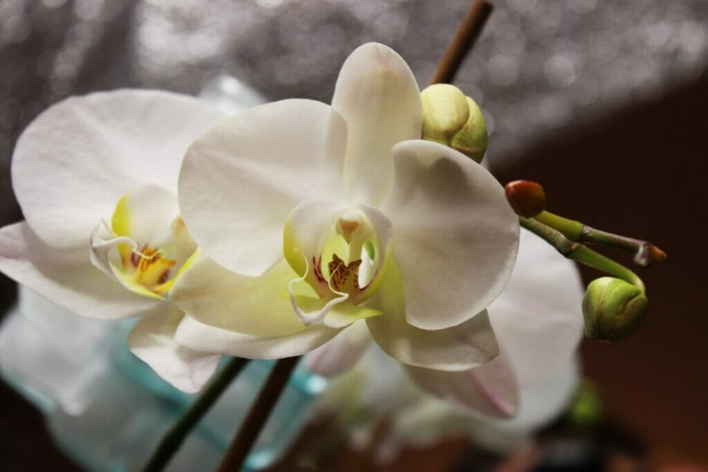 Comment arroser les orchidées avec des glaçons